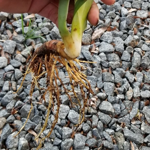 5 for 15$ Bearded Iris Rhizomes - Purple - Picture 9 of 14